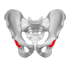 Acetabulum (Hip Socket) Explained - Anatomy 101 for Patients