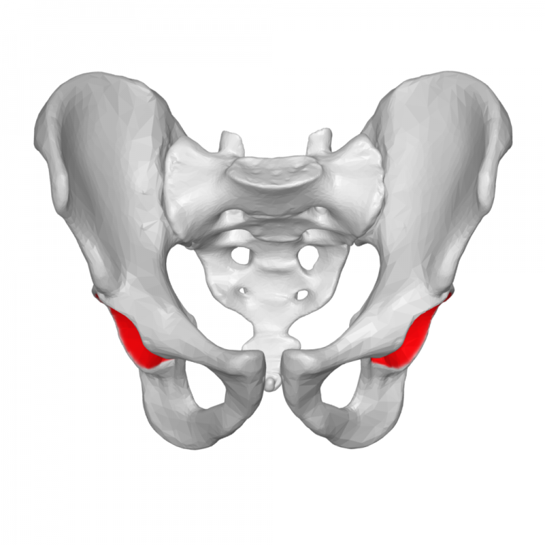 7 Things To Remember About the Acetabulum Socket In The Hip Joint