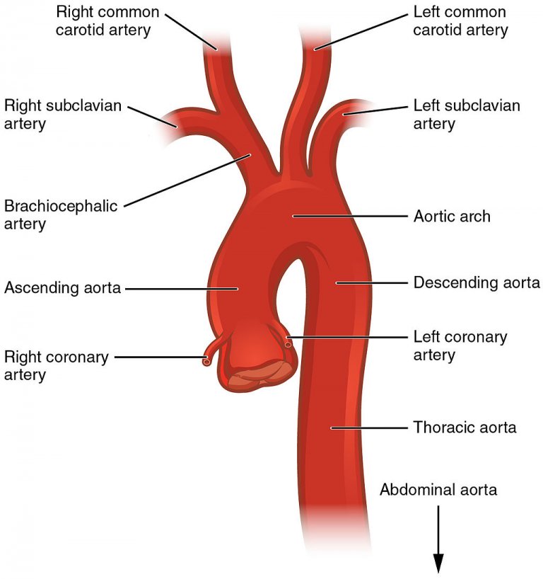 Aorta Explained