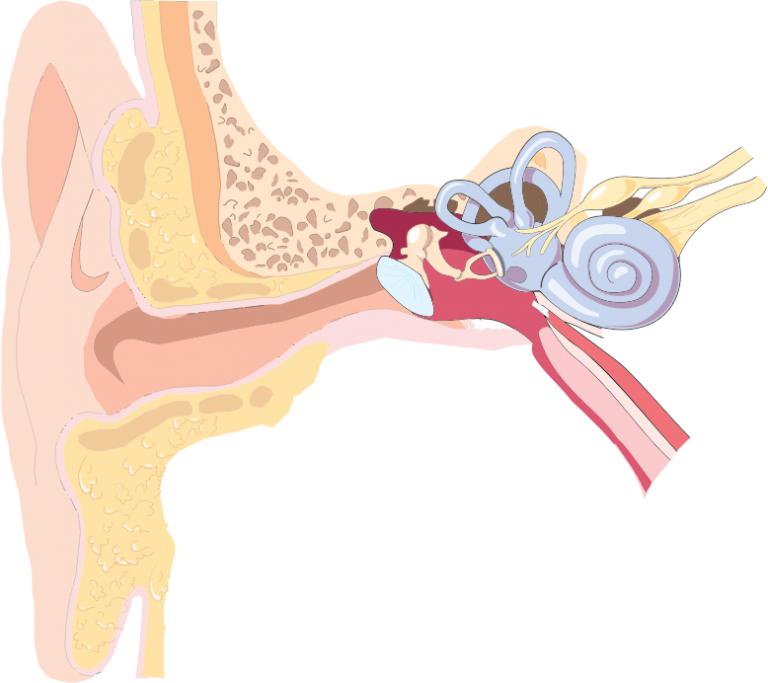 The Cochlea (Auditory Organ) Explained in 7 Key Points