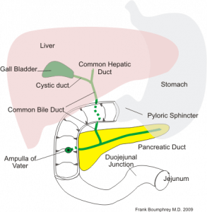 Explicación del conducto biliar - Anatomía 101 para pacientes