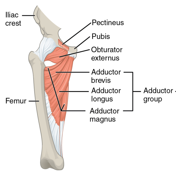 Pathological anatomy