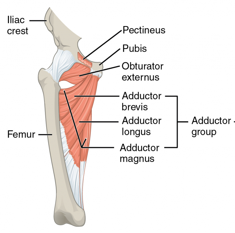 Les muscles de la hanche expliqués&quot;/&gt;</a></div><div class=