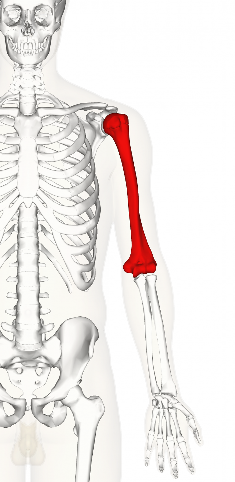 Humerus Bone – Upper Arm