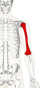 人間の腕の上腕骨-ヘルスリテラシーハブ