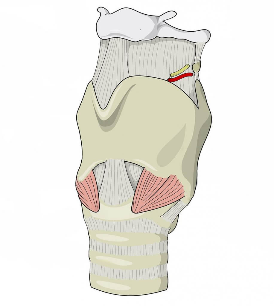 La Laringe - Anatomía de la Laringe