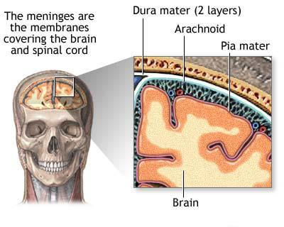Pia Mater Explained