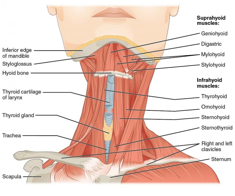 गर्दन की मांसपेशियों के बारे में याद रखने योग्य 9 मुख्य बातें&quot;/&gt;</a></div><div class=