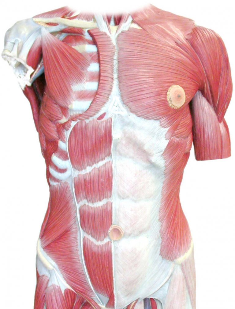 Everything You Need To Know About The Abdominal Wall Muscles
