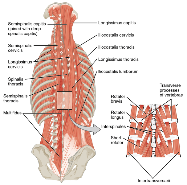 7 wichtige Dinge, die Sie über die Rückenmuskulatur wissen müssen„/&gt;</a></div><div class=