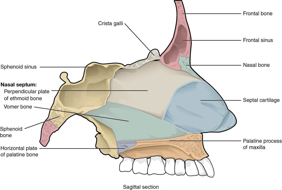 nasal septum bone – Health Literacy Hub