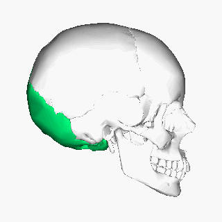 Occipital Bone Explained