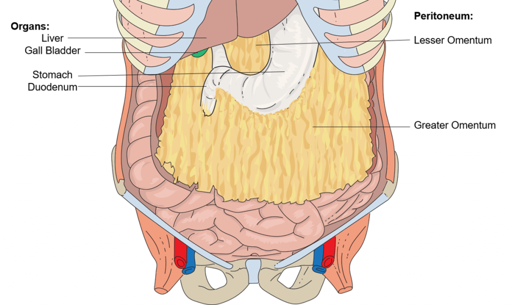 Illustration of the greater and lesser omentum
