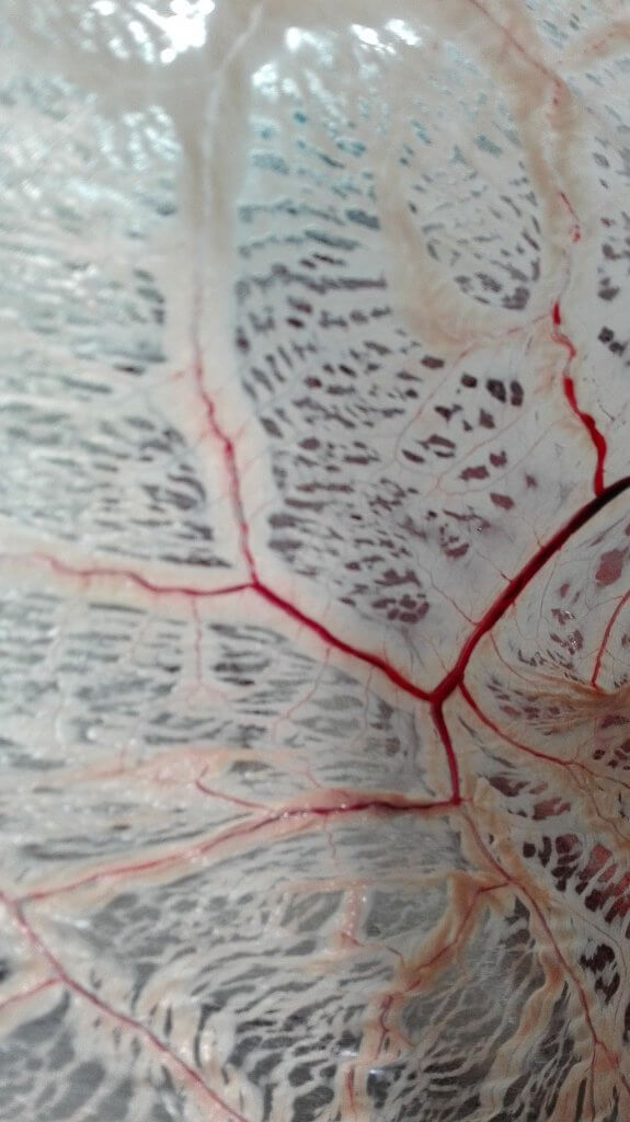 vasculature in the omentum of a mammal