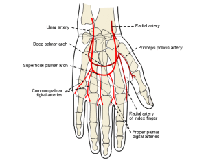 Radialarterie erklärt Anatomie 101 für Patienten