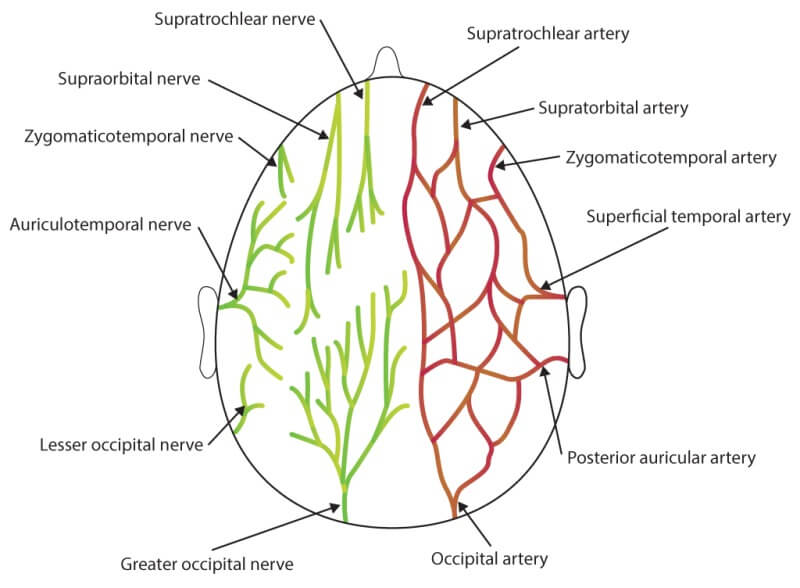 Occipital Bone Explained In Xr Anatomy 101 For Patients 5490