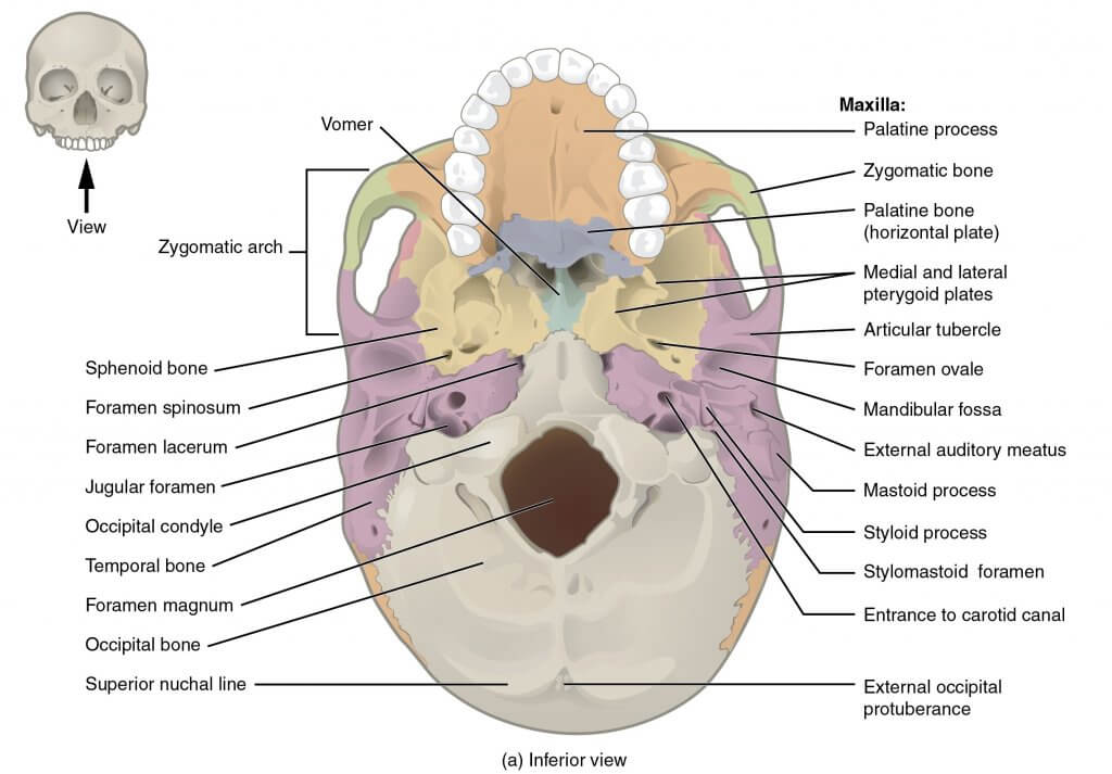 Occipital Bone Explained In Xr Anatomy 101 For Patients 5874