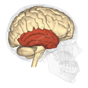 側頭葉-側面図-ヘルスリテラシーハブ