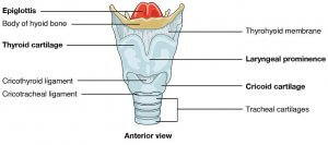 The Larynx - Anatomy of the Voice Box