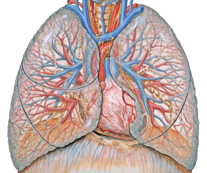 Anatomia toracica - Illustrazione dei polmoni - Hub di alfabetizzazione sanitaria