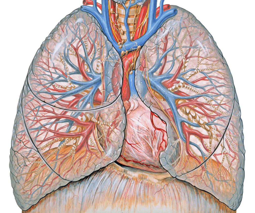 胸部の解剖学-肺のイラスト-ヘルスリテラシーハブ