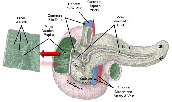 <trp-post-container data-trp-post-id='5771'>The Anatomy of the Bile Duct</trp-post-container>“/></a></div><div class=