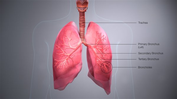 5 Key Facts About the Bronchi