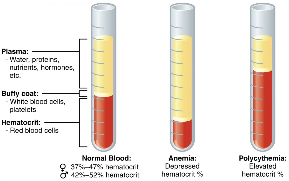 Una gu a para una prueba de hematocrito hct 