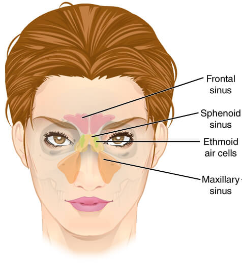 Maxillary Sinuses: What Do They Do