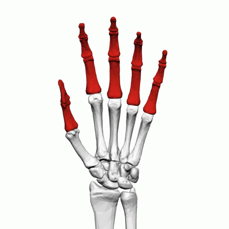 Everything You Need To Know About The Proximal, Middle And Distal Phalanges