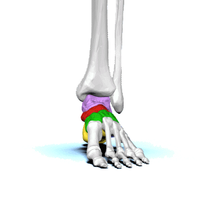 Die Anatomie der Fußwurzelknochen„/&gt;</a></div><div class=