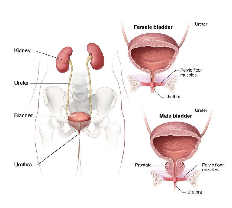 Urinary Bladder: Structure, Function and Clinical Relevance