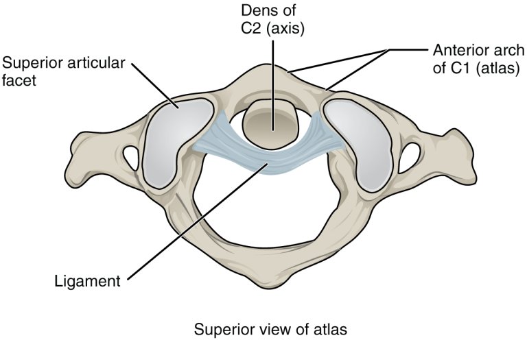 Vértebras cervicales: ¿cuál es su propósito?“/&gt;</a></div><div class=