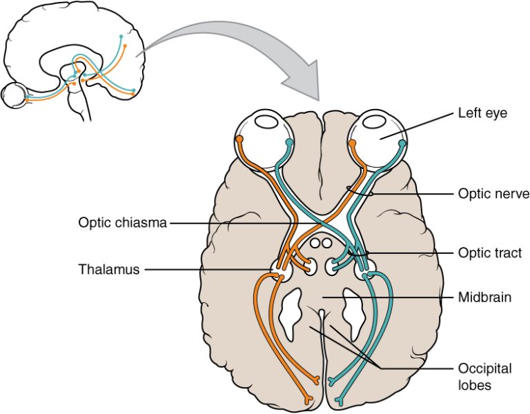 Localização do nervo óptico