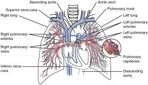 Diagramm des Lungenkreislaufs