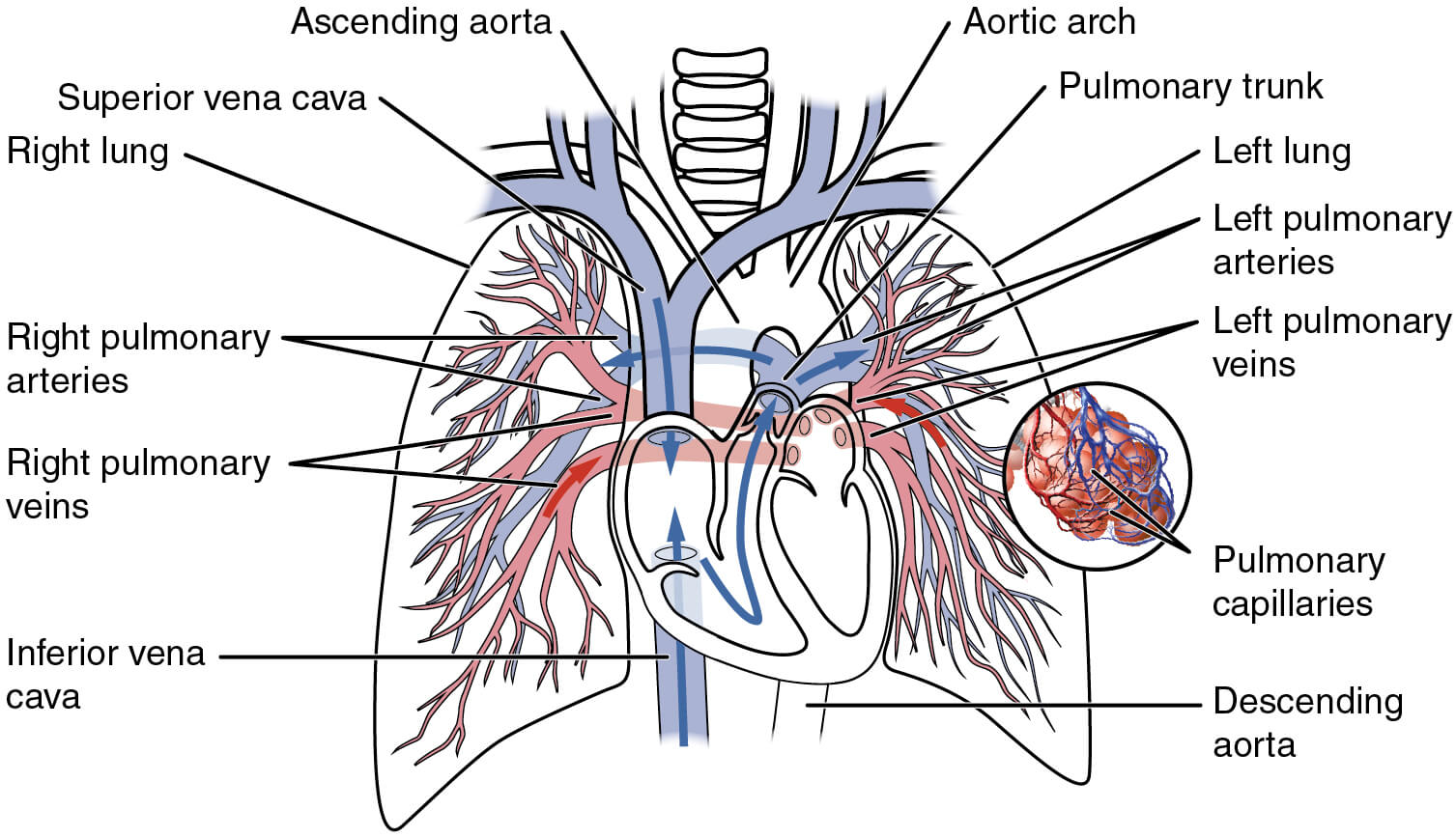 Diagram of the pulmonary circuit