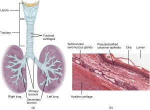 気管と喉頭