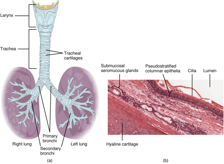 気管と喉頭