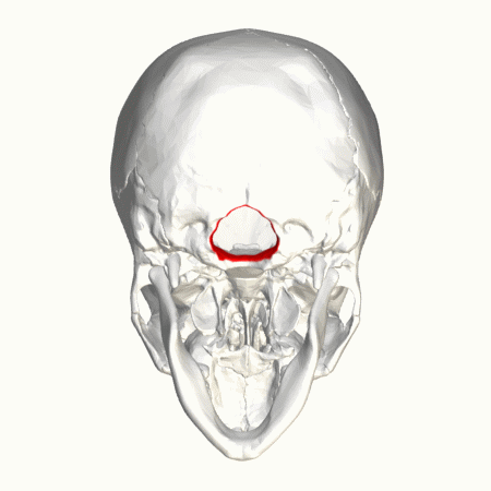 The location of the foramen magnum