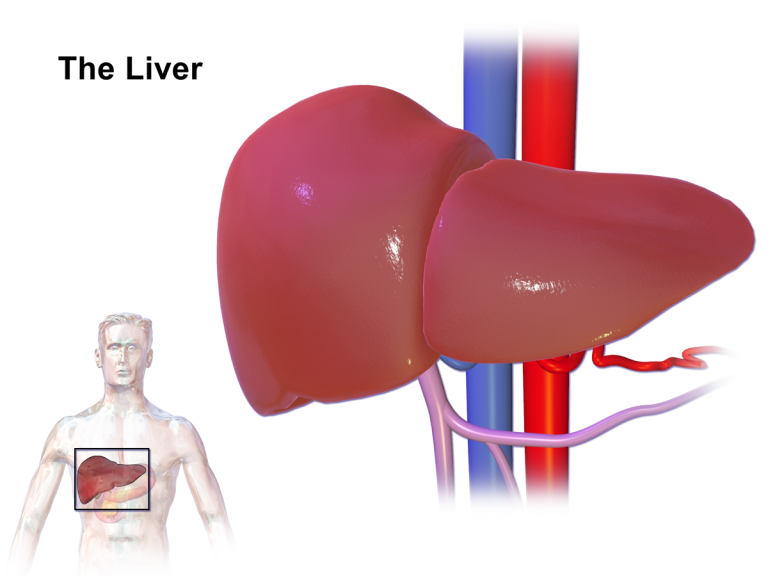 Localização do órgão do fígado