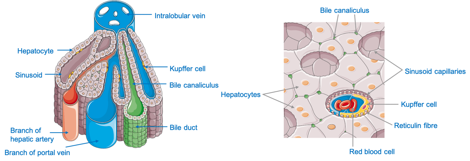 Penjelasan Sistem Pencernaan Biology Diagrams