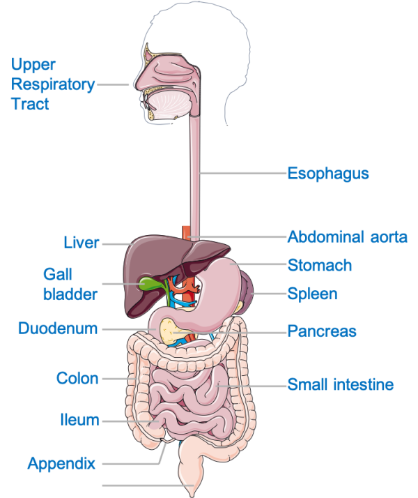 Digestive System Explained - Anatomy 101 for Patients