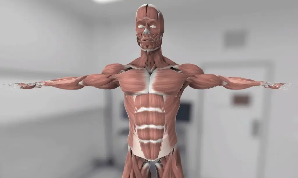 Modelo de anatomía 3D